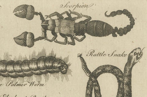 The Wonders of Nature: Exquisite 18th Century Engravings of Reptiles and Insects, close-up 1