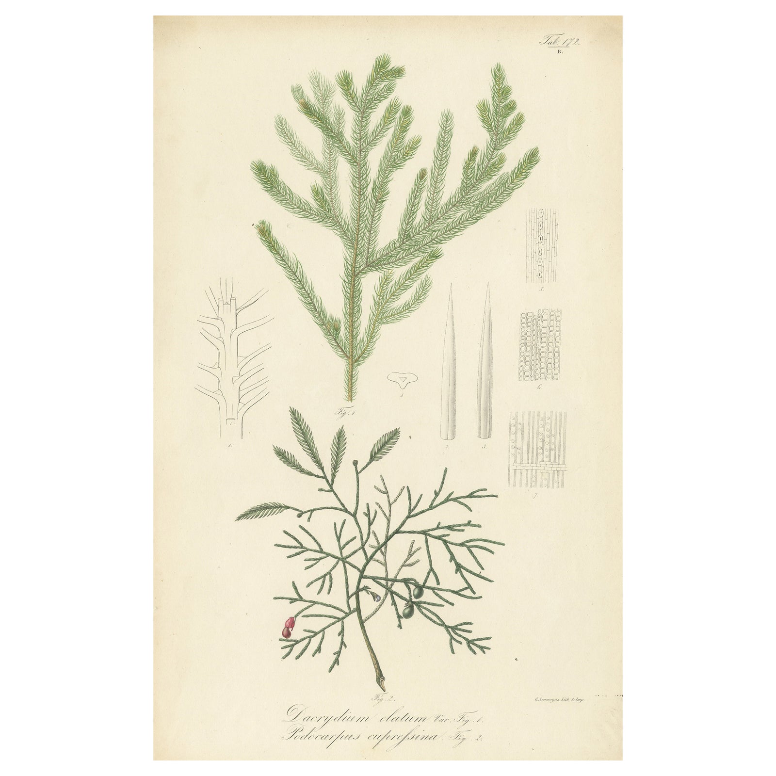 Antique Botany Print of Dacrydium Elatum and a Podocarpus Species