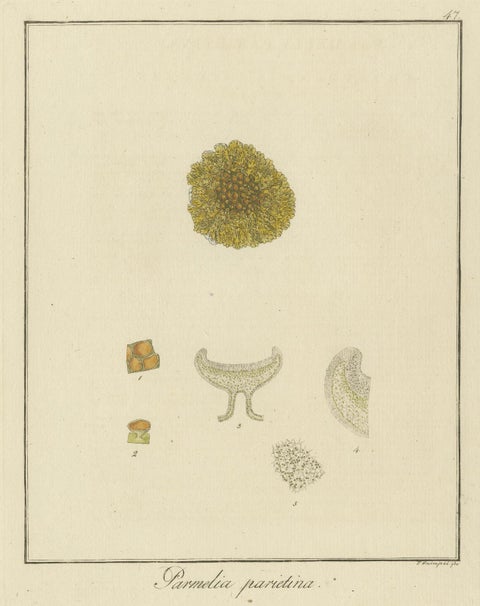 Engraving of Common Orange Lichen, Parmelia parietina, Published in 1819, close-up 4