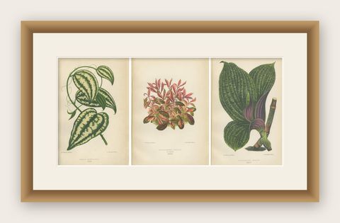 Verdant Splendor: Botanical Illustrations of Foliage from 1880, shown framed