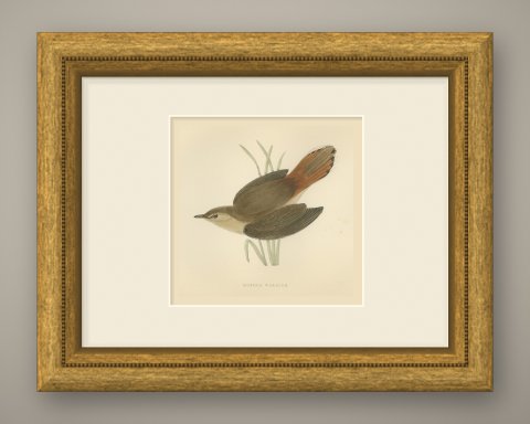 Rufous Warbler or Rufous Bush Robin, Hand Colored Bird Print, Morris, 1896, shown framed
