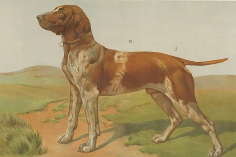 Poodle and Hound, Large Antique Dog Poster by Briedwiser, c.1880, close-up 3