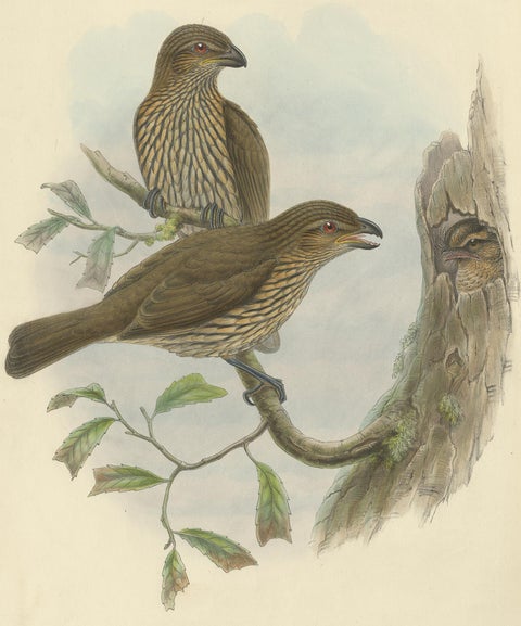Antique Bird Print of the Tooth-Billed Bower-Bird by J. Gould, circa 1875, view 2