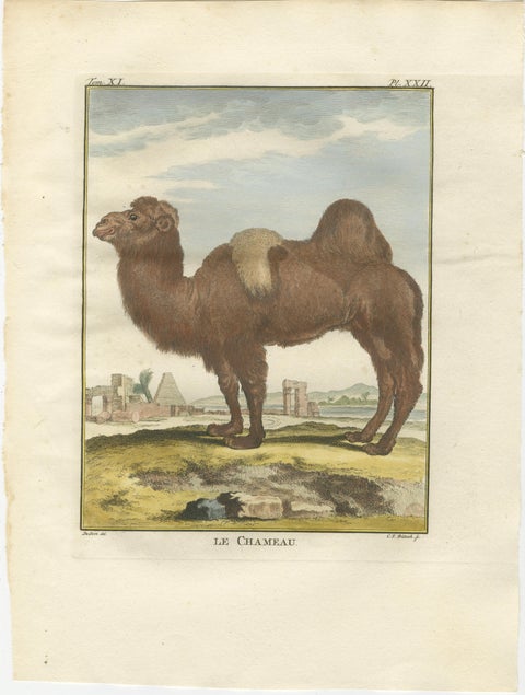 Antique Bactrian Camel Engraving, Buffon Hand-Coloured Print Amsterdam 1769, view 2