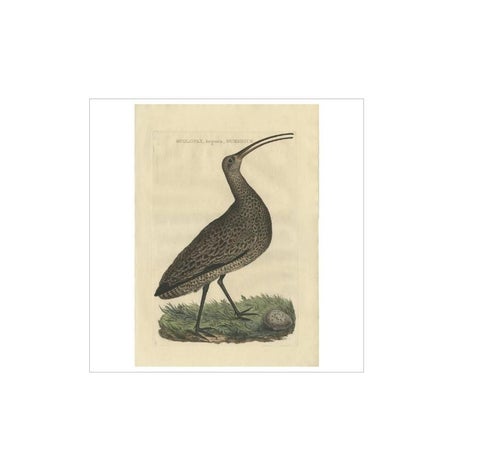 Antique Bird Print of the Eurasian Curlew by Sepp & Nozeman, 1789, view 3
