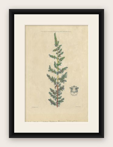 Antique Botany Print of a Parietaria Species by Martyn 'circa 1730', shown framed