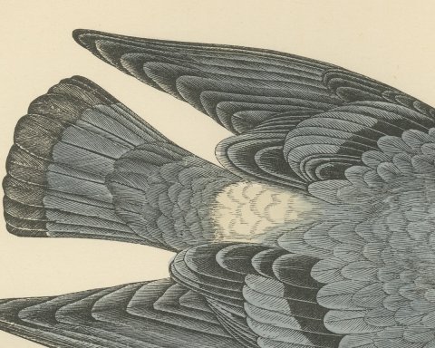 Rock Dove Crouching on a Rocky Ledge, Hand Colored Pigeon Print, Morris, 1896, close-up 2