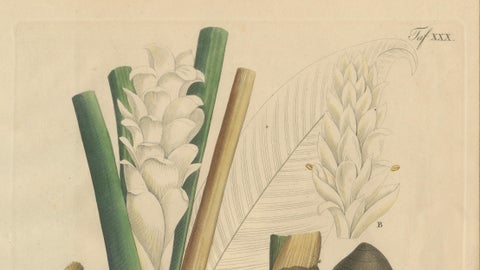 Antique Turmeric Botanical Print, Curcuma Longa, Hand Colored, c.1831, close-up 1