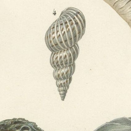 Old Original Print of Different Types of Molluscs, 1849, close-up 2