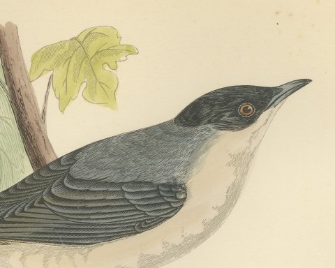 Orphean Warbler with Black Hood, Antique Hand Colored Morris Plate, 1896, close-up 1