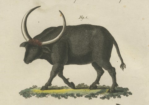 Antique Wild Buffalo & Long Horns Engraving, Bertuch, c. 1810, close-up 2