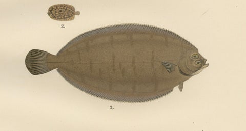 Norwegian Topknot, Spotted Flounder and Scaldfish - Graceful Flatfish Lithograph, close-up 4