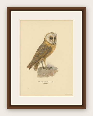 Original Hand-colored Barn Owl Lithograph by M. von Wright, 1927, shown framed