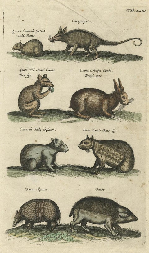 Antique Copper Engraving of Various Rodent Species, 1657, close-up 1