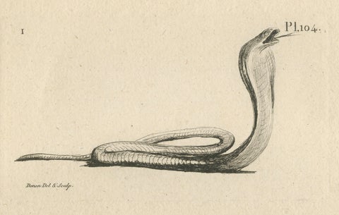 Comparative Head Studies and Cobra, Egypt, Antique Engraving, c.1802, close-up 2