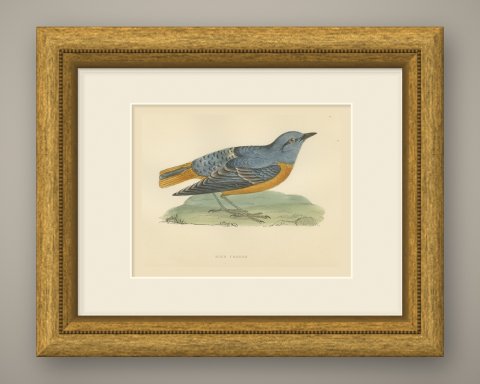 Rock Thrush on a Grassy Mound, Hand Colored Bird Print, Morris, 1896, shown framed