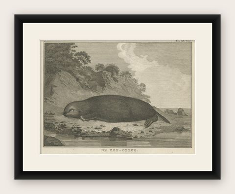 Antique Print of a Sea Otter by Cook, 1803, shown framed