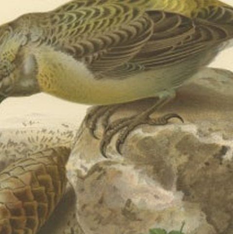 Antique Bird Print of the Female Parrot Crossbill by Von Wright, 1927, close-up 2