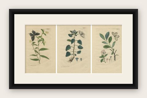 Wings and Wonders of the Garden, Rare Botanical and Butterfly Plates from 1775, shown framed