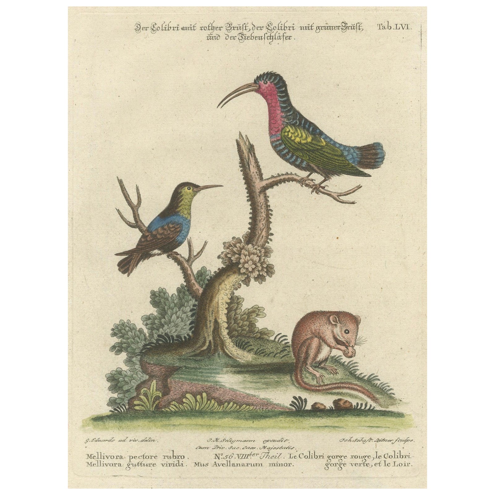 Hand-Colored Engraving of Hummingbirds and Dormouse by Seligmann, ca.1770