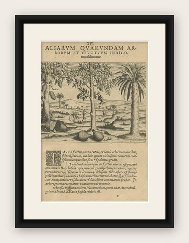Tropical Abundance: The Jackfruit and Palm Trees in De Bry's 1601 Engraving, shown framed