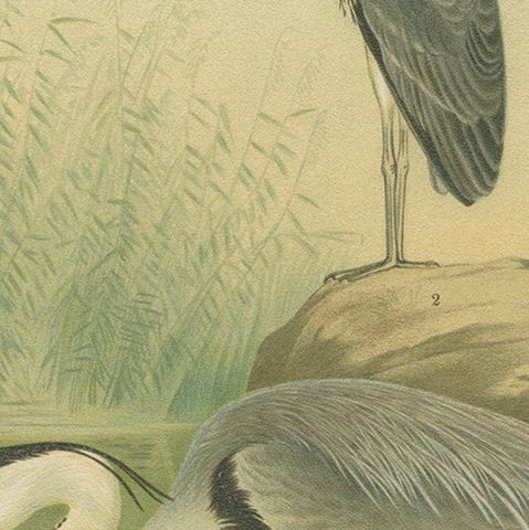 Antique Bird Print of the Grey Heron by Naumann, circa 1895, close-up 5