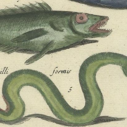 Original 17th Century Hand-Colored Print of a Roach, Sea Snake and other Fish, close-up 4