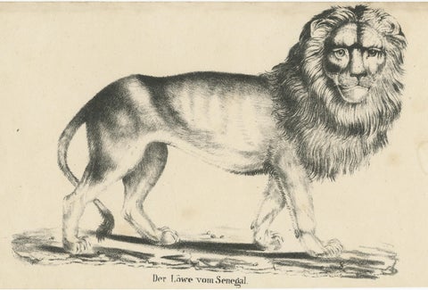 Antique Print of a Senegal Lion, view 3