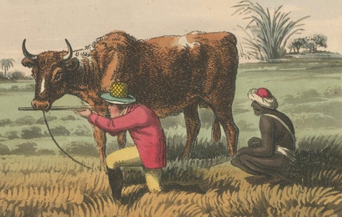 Foreign Field Sports: Shooting Antelopes in India, Aquatint, 1813, close-up 2