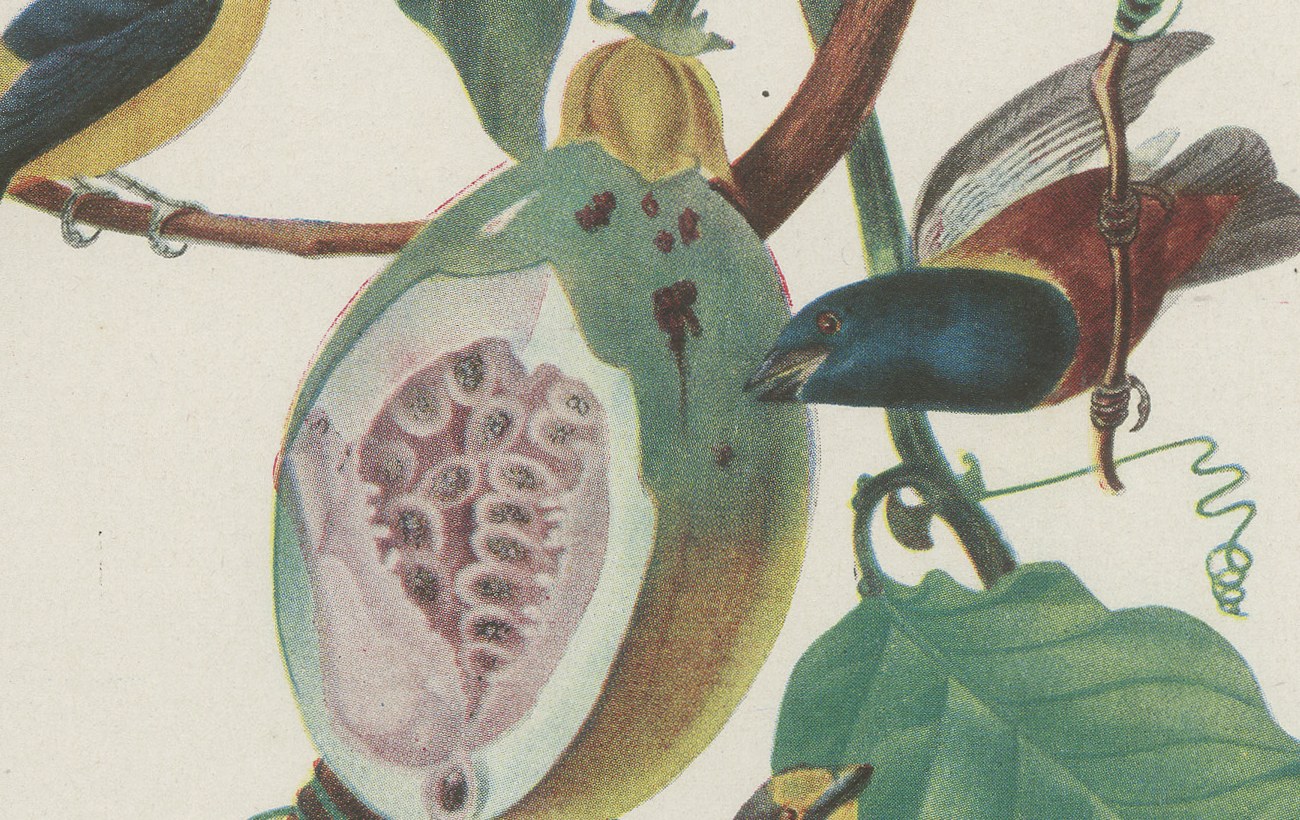 Tanagers and Euphonias on a Papaya, Brazilian Bird Print, Descourtilz, 1944, view 4