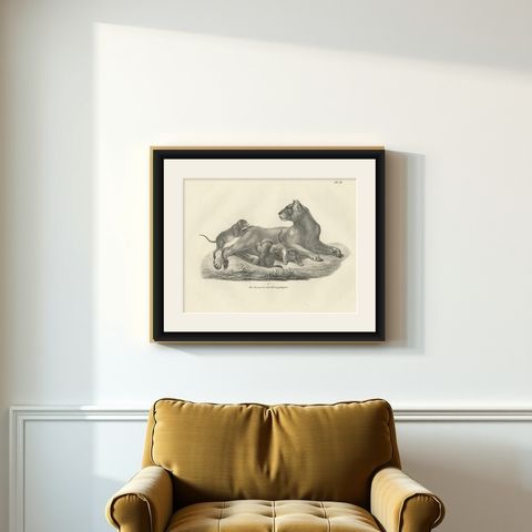 19th-Century Lithograph of a Lioness with Her Playful Cubs in the Wild, shown framed on a wall