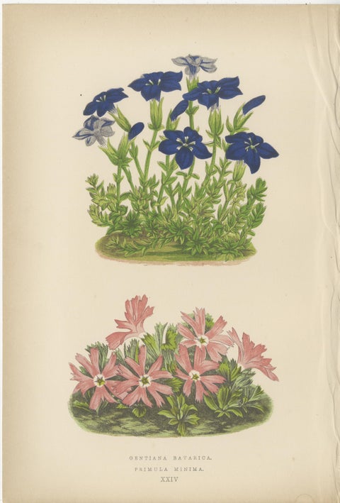 Victorian Triptych of Alpine Flowers with Gentian, Cyclamen and Sedum 1874, view 4