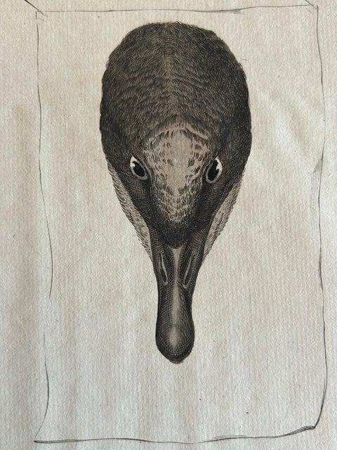 Brent Goose, Antique Bird Engraving by Nozeman and Sepp, 1789, view 8
