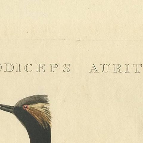 Antique Bird Print of the Horned Grebe by Sepp & Nozeman, 1829, close-up 1