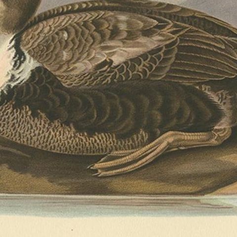 Antique Bird Print of the Common Eider by Von Wright, 1929, close-up 2