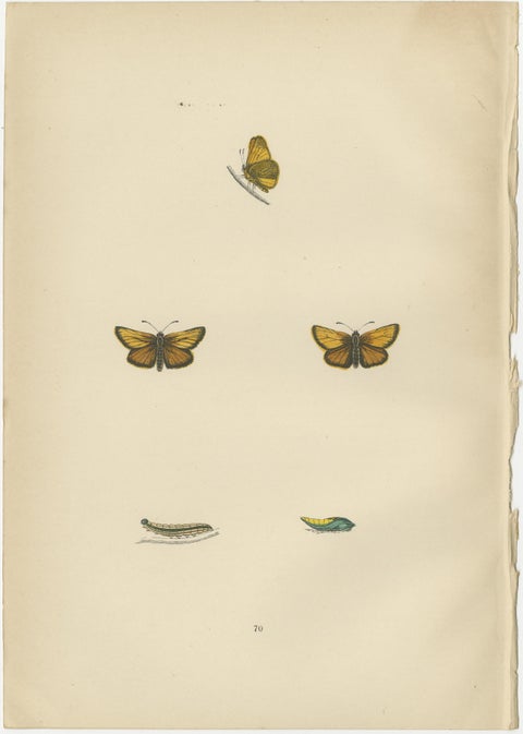 Brushstrokes and Butterflies: The Artistic Legacy of Morris's Skippers, 1890, view 2