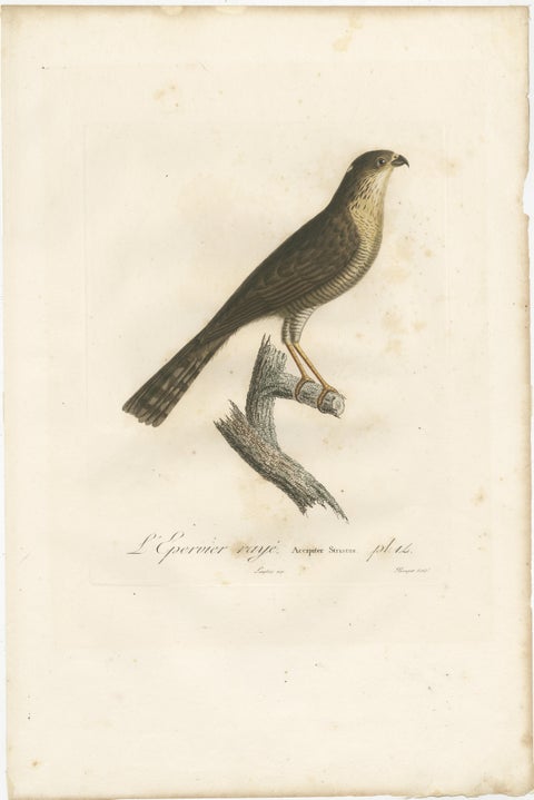 1807 Sharp-Shinned Hawk Illustration - 'L'Epervier rayé' Antique and Handcolored, view 2