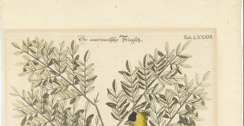 Bird Print of an American Goldfinch on a Branch Engraved and Hand-Colored, 1749, close-up 2