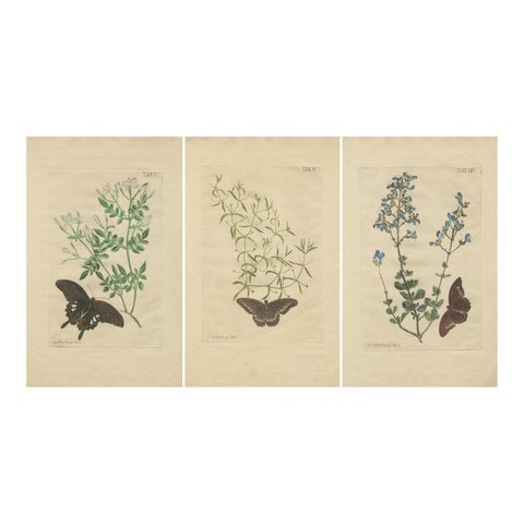 Rare Botanical Beauties with Butterflies, 1775 Plates from Meerburgh’s Garden