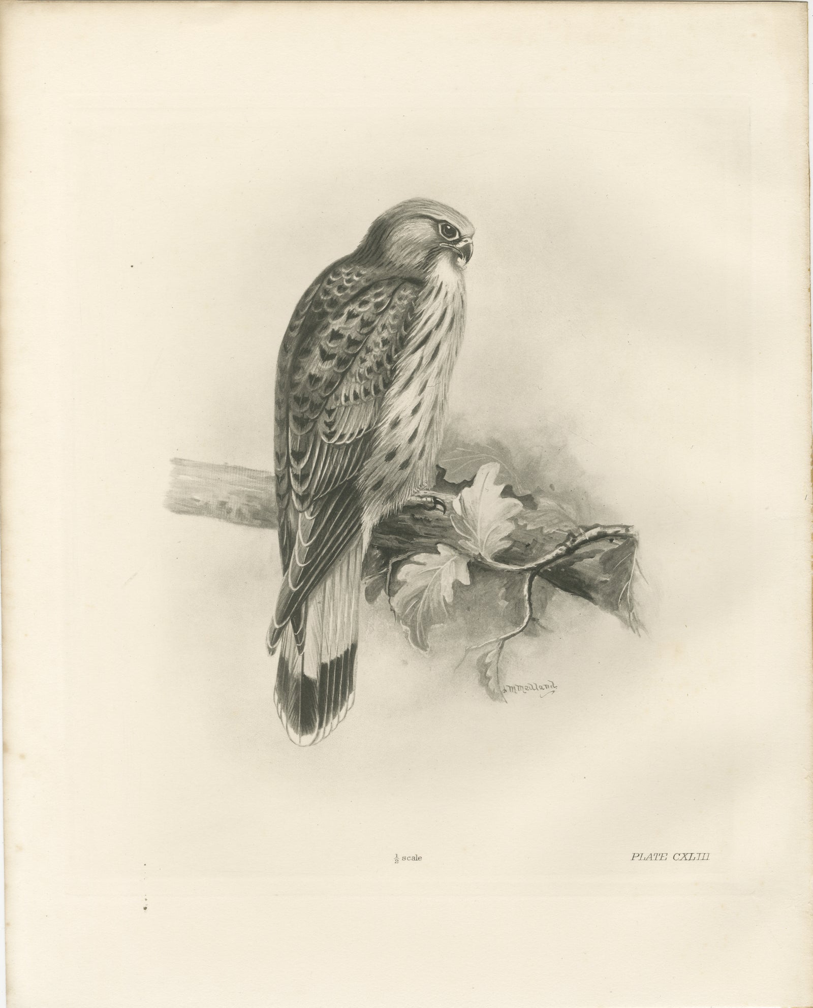 Antique Common Kestrel Bird Print by Lilian M. Medland, 1908