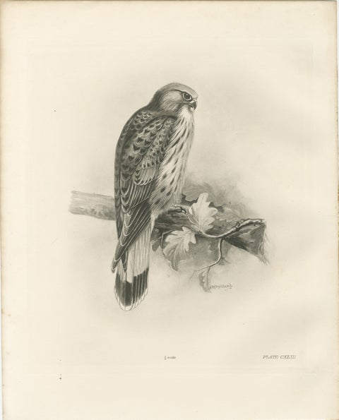 Antique Common Kestrel Bird Print by Lilian M. Medland, 1908