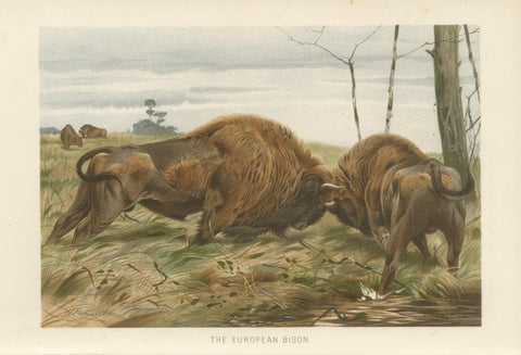 European Bison, Antique Wildlife Chromolithograph after Kuhnert, 1894, close-up 1