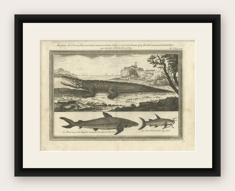 Original Antique Engraving of a Alligator, Shark and Fish, ca.1750, shown framed