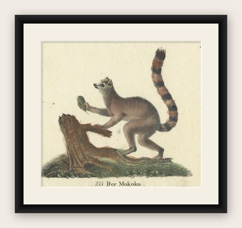 Original Antique Animal Print of a Ring-Tailed Lemur 'Lemur Catta' Monkey, 1833, shown framed