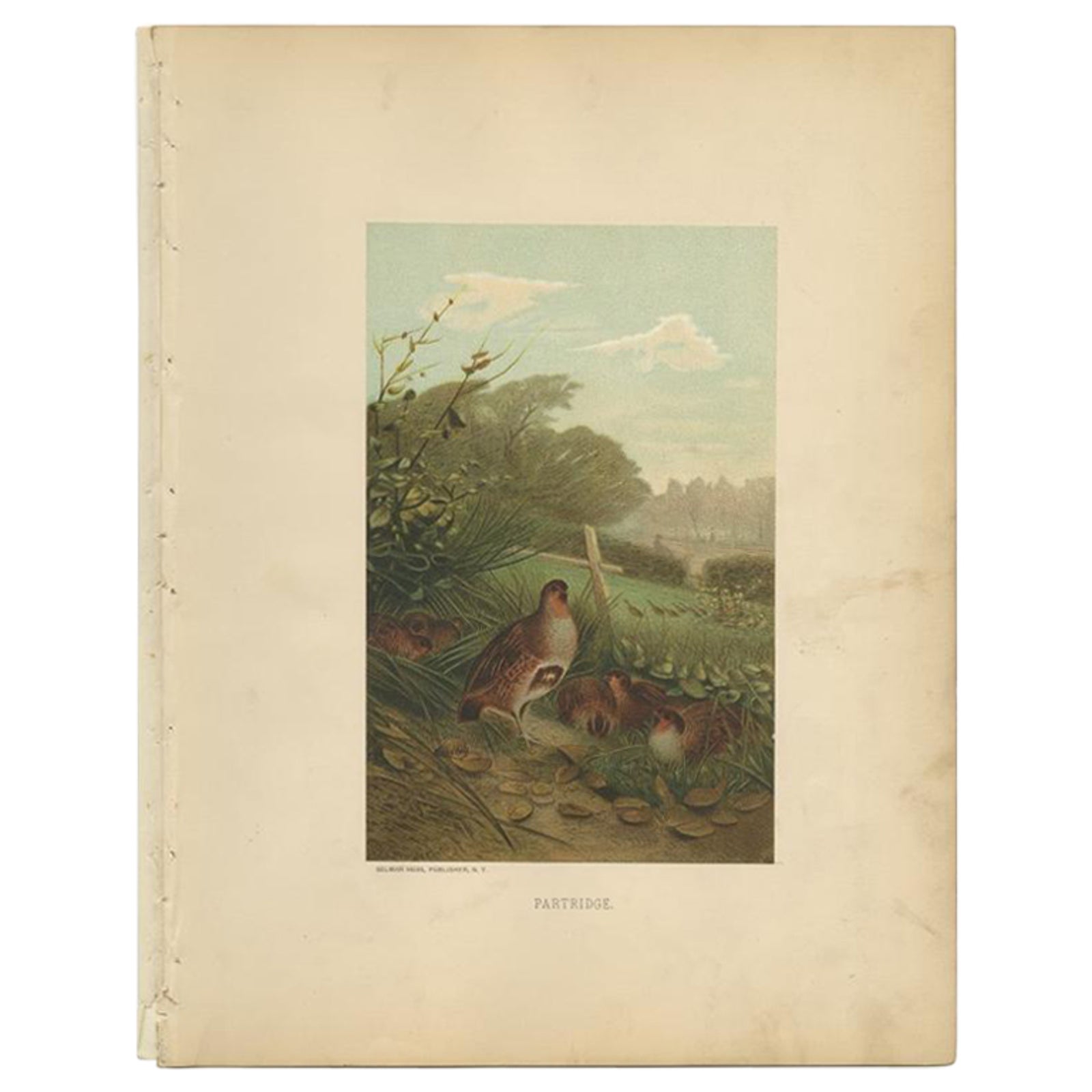Antique Bird Print of Partridges by Prang, 1898