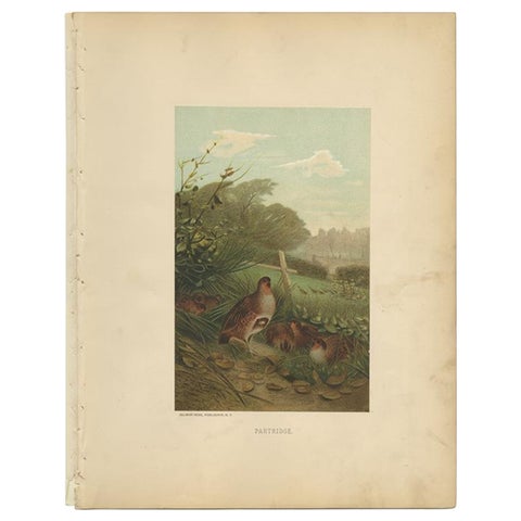 Antique Bird Print of Partridges by Prang, 1898