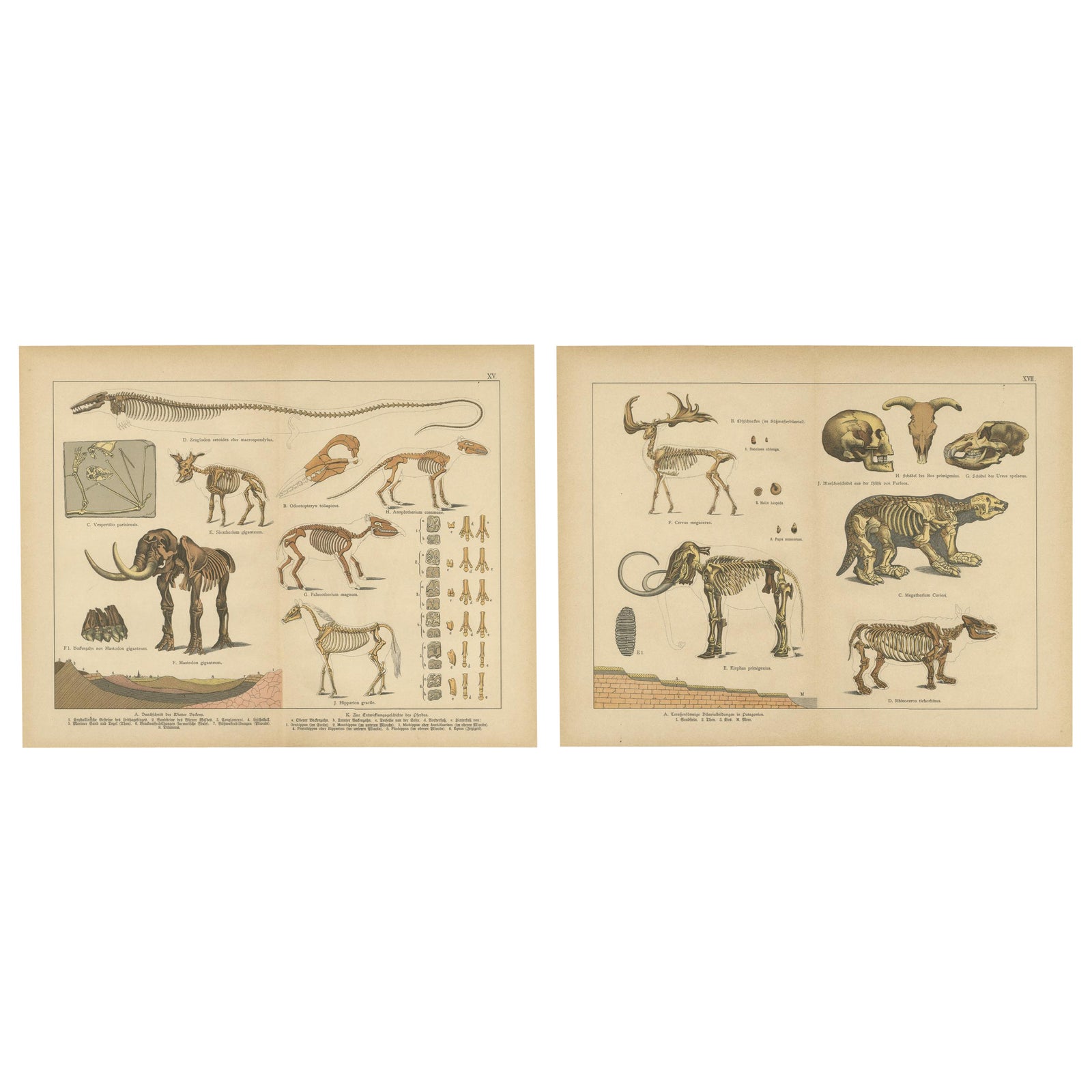 Antique Fossil Mammal Prints, Mastodon, Mammoth & Megatherium, c.1880