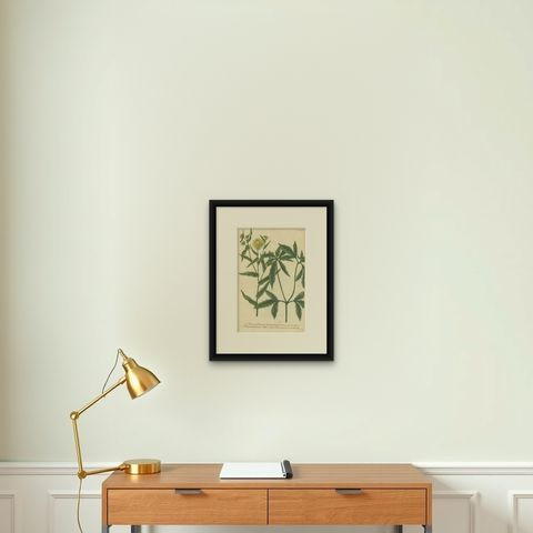 Hand-finished Mezzotint Engraving of two Chrysanthemum species, shown framed on a wall