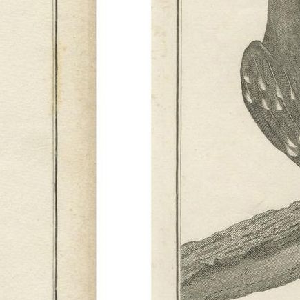 California Birds, Northern California Honeyeater & Port Français Thrush, c.1798, close-up 4