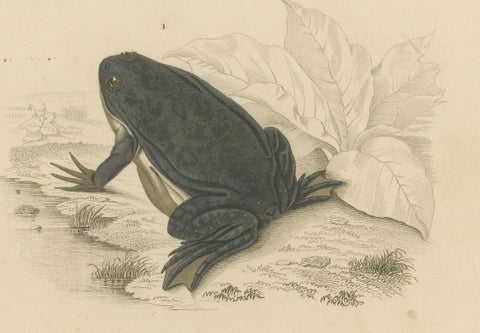 Frog Print of Cape Dactylethra and Surinam Toad, c.1850, by Orbigny, close-up 3